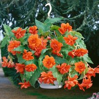 Бегонии Пендула оранжевая 5/6 2 шт СдС