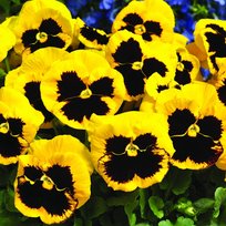 Т Виола Дельта Голд виз Блотч крупноцвет 1шт