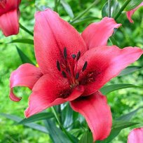 Лилии Новембер Рейн АОА гибрид 20/22 1шт БигСайз СдС