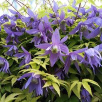 Клематис ботанический Столвик Голд (княжики) ПОИСК