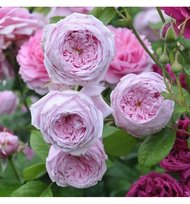 Роза английская парковая Спирит оф Фридом ПОИСК