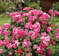 Роза Анжела шраб ТУБА (БТ)