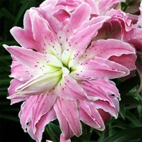 Лилии Лотус Элеганс махр восточная 14/16 2шт СдС