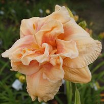 Лилейник Биг Кисс 1шт СдС