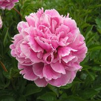 Пион травянистый Зе Фаун 1шт СдС