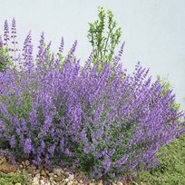 Котовник Сикс Хилс Гиант 1шт СдС