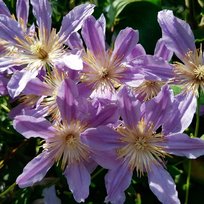 Клематисы Блю Ривер (2сп) ОКС 1шт СдС