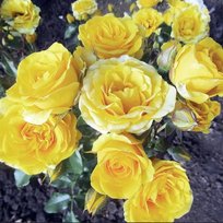 Роза Сан Сити спрей СдС