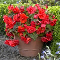 Бегонии Каскад Одороса Ред Сансет 5/6 2 шт СдС