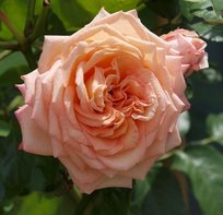 Роза Критик плетистая ТУБА (БТ)