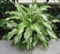 Хоста Твистед Спирминт 1шт СдС