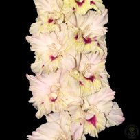 Гладиолусы Рубин В Изумруде 3шт РС