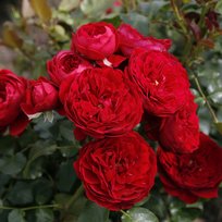 Роза флорибунда Роткепчен ПОИСК