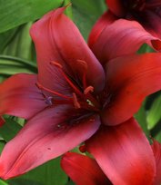 Лилии Рапид Ред азиатская 20/22 1шт БигСайз СдС