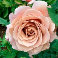 Роза Коко Локо флорибунда СдС