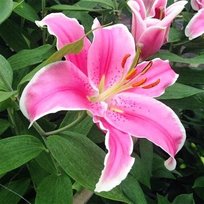 Лилии Марлон восточная 14/16 2шт СдС