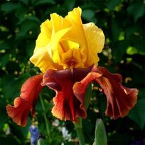 Ирис Ховард Уид германский 1шт СдС