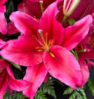 Лилии Джексонвилл восточная 14/16 2шт СдС