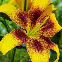 Лилии Еллоу Брас тигровая 20/22 1шт БигСайз СдС