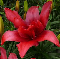 Лилии Бэлд Игл азиатская 14/16 2шт СдС