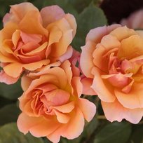 Роза Текила шраб ТУБА (БТ)