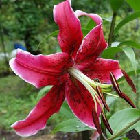 Лилии Мисс Фея ОТ гибрид 20/22 1шт БигСайз СдС