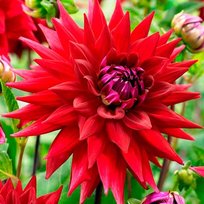 Георгины Виттеманс Бест 1шт СдС