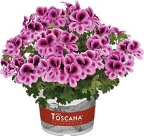 Ч Пеларгония Тоскана Флорелла Бургунди курчавая 1шт