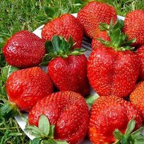 Земляника Елизавета 2 ремонтантная 6шт кассета