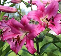 Лилии Лавестоун OT гибрид 14/16 2шт СдС