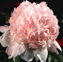 Пион травянистый Свит 16 1шт СдС