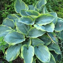 Хоста Френсис Вильямс 1шт СдС