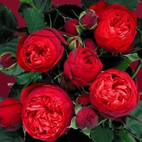 Роза Ред Пиано английская СдС