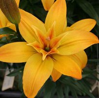 Лилии Голд Твин азиатская 14/16 2шт СдС