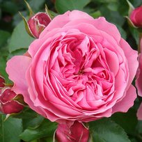 Роза Леонардо да Винчи флорибунда ТУБА (БТ)