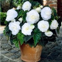 Бегонии Нон-Стоп белая 5/6 2шт СдС
