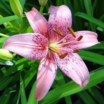 Лилии Морфо Пинк азиатская 14/16 2шт СдС