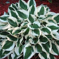 Хоста Патриот 1 шт СдС