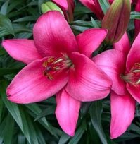 Лилии Мэрлин ТА гибрид 14/16 2шт СдС