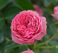 Роза Шуга Петалс шраб ТУБА (БТ)