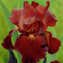 Ирис Султан Пэлас германский 1шт СдС