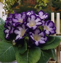 Глоксинии Тигровая голубая 5/6 2шт СдС