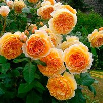 Роза английская парковая Краун Принцесс Маргарет ПОИСК