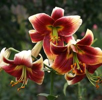 Лилии Ред Монинг OT гибрид 14/16 2шт СдС