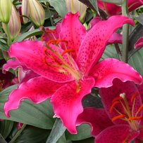 Лилии Гомера восточная 14/16 2шт СдС