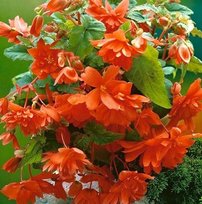Бегонии Каскад Оранж 5/6 2шт СдС