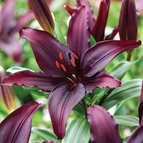 Лилии Блеклист азиатская 14/16 2шт СдС