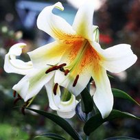 Лилии Мистер Кас ОТ гибрид 20/22 1шт БигСайз СдС