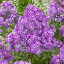 Флоксы Голиаф 1шт СдС