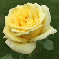 Роза Казино плетистая СдС